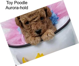 Toy Poodle Aurora-hold