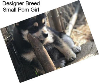 Designer Breed Small Pom Girl