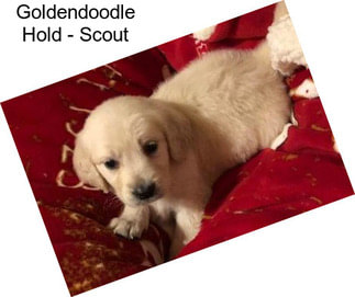 Goldendoodle Hold - Scout