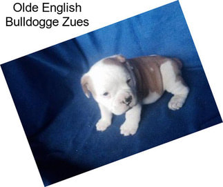 Olde English Bulldogge Zues