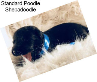 Standard Poodle Shepadoodle