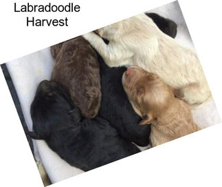 Labradoodle Harvest