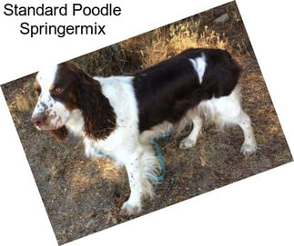 Standard Poodle Springermix