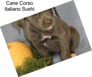 Cane Corso Italiano Sushi