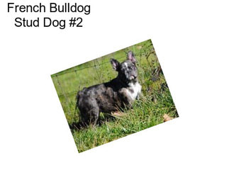 French Bulldog Stud Dog #2