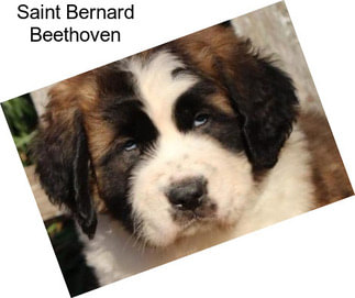 Saint Bernard Beethoven
