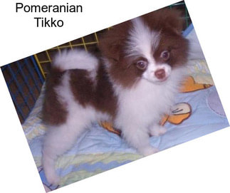 Pomeranian Tikko
