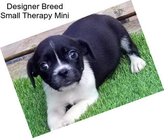Designer Breed Small Therapy Mini