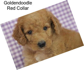 Goldendoodle Red Collar