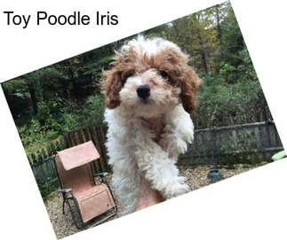 Toy Poodle Iris