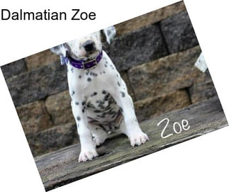 Dalmatian Zoe