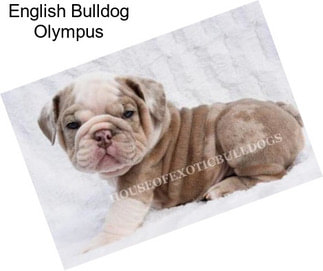 English Bulldog Olympus