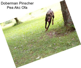 Doberman Pinscher Pea Akc Ofa