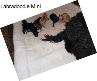 Labradoodle Mini