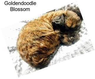 Goldendoodle Blossom