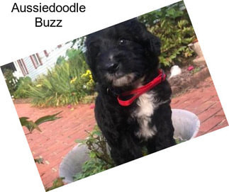 Aussiedoodle Buzz