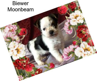 Biewer Moonbeam