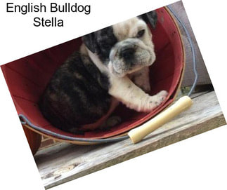 English Bulldog Stella