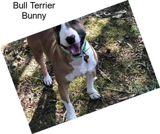 Bull Terrier Bunny