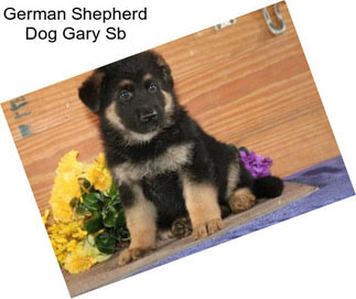 German Shepherd Dog Gary Sb