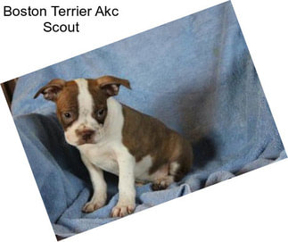 Boston Terrier Akc Scout