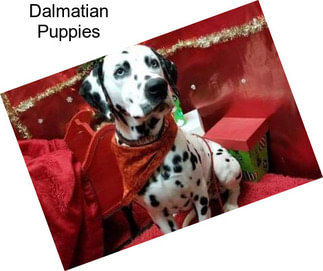 Dalmatian Puppies