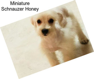 Miniature Schnauzer Honey