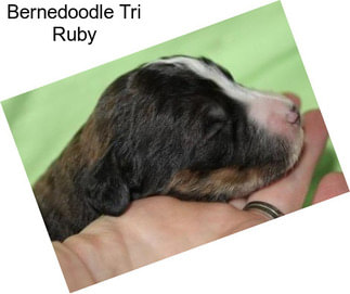 Bernedoodle Tri Ruby