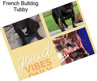 French Bulldog Tubby