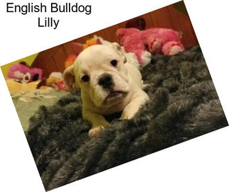 English Bulldog Lilly