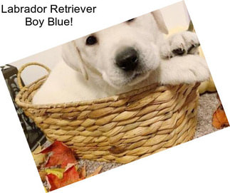 Labrador Retriever Boy Blue!