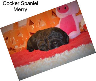 Cocker Spaniel Merry