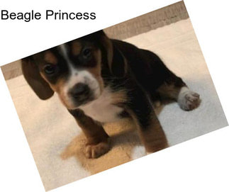 Beagle Princess