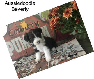 Aussiedoodle Beverly