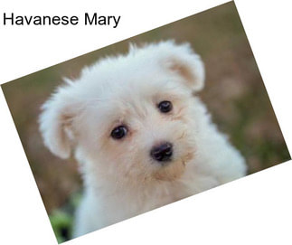 Havanese Mary