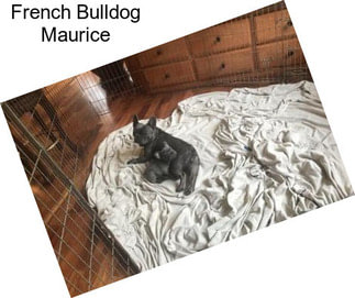 French Bulldog Maurice