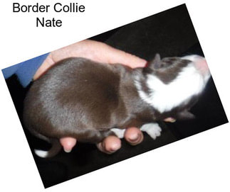 Border Collie Nate