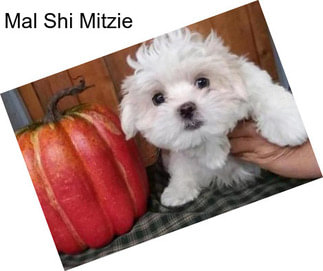 Mal Shi Mitzie