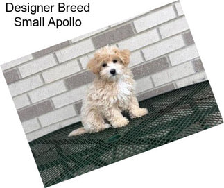 Designer Breed Small Apollo