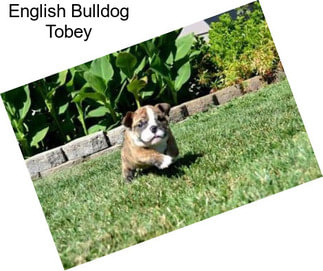 English Bulldog Tobey
