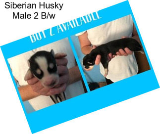 Siberian Husky Male 2 B/w