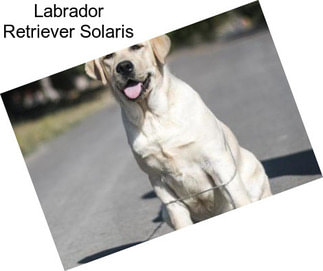 Labrador Retriever Solaris