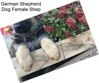 German Shepherd Dog Female Shep