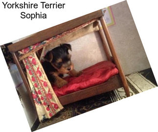 Yorkshire Terrier Sophia