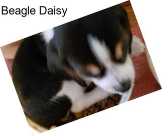 Beagle Daisy