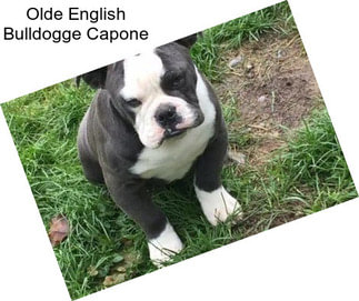 Olde English Bulldogge Capone