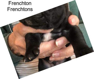 Frenchton Frenchtons