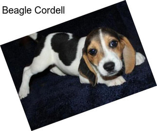 Beagle Cordell