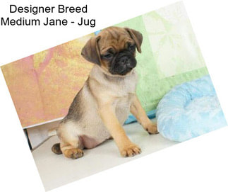 Designer Breed Medium Jane - Jug