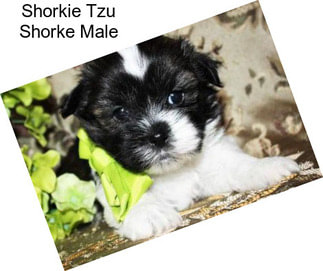 Shorkie Tzu Shorke Male